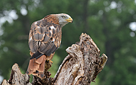 01 Red kite (Milvus milvus)